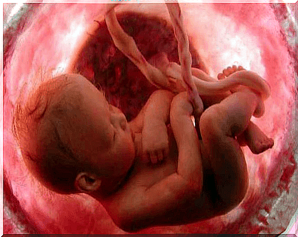 umbilical cord