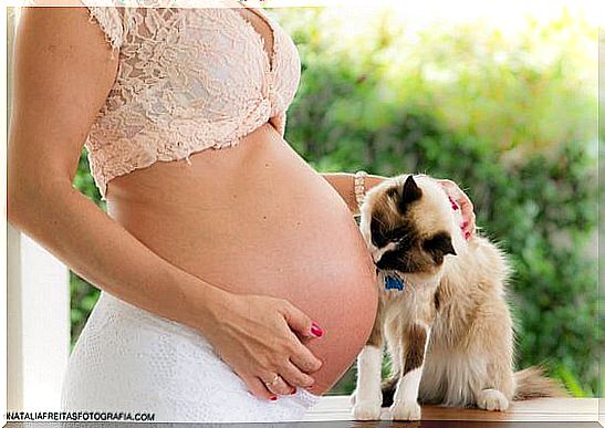 Myths about cats and pregnant women