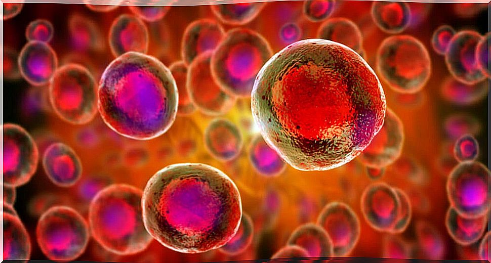 Stem cells and the conservation of the umbilical cord.