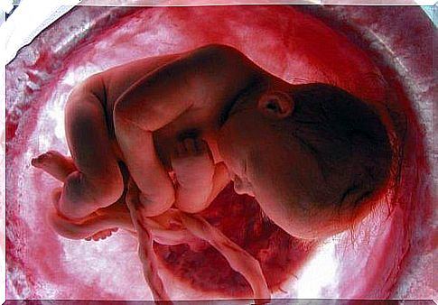 The umbilical cord is the one that joins the baby with the placenta.